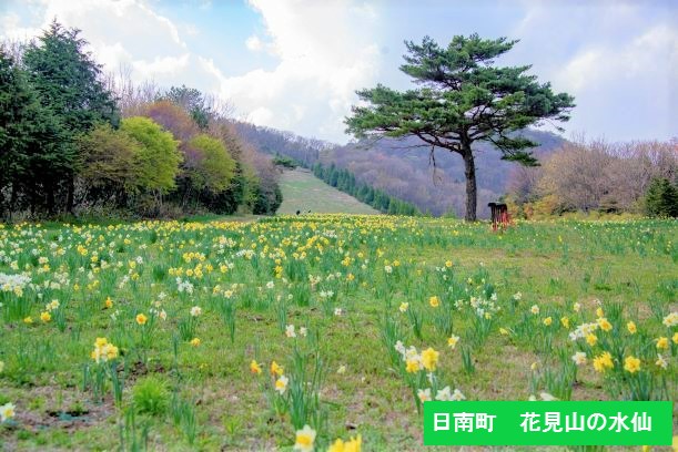 日南町・花見山の水仙